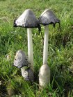 512pxCoprinus_comatus_R.H._08.jpg